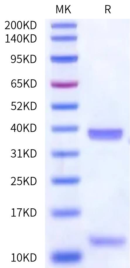 Biotinylated Human HLA-A*02:01&B2M&CG1 (FLLPTGAEA) Monomer Protein (MHC-HE452B)