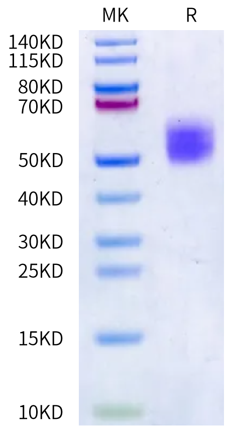 Rat ALK-7/Activin RIC Protein (ALK-RM207)