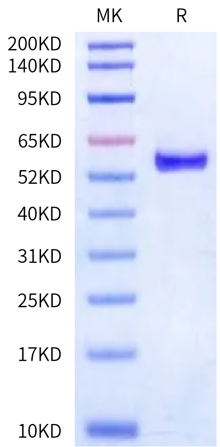 Human Peptide Ready HLA-A*31:01&B2M Monomer Protein (MHC-HM54R)