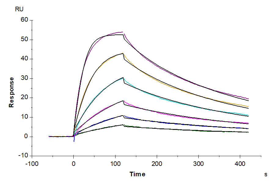 Biotinylated Human IL-18 Protein (Primary Amine Labeling) (IL1-HE018B)