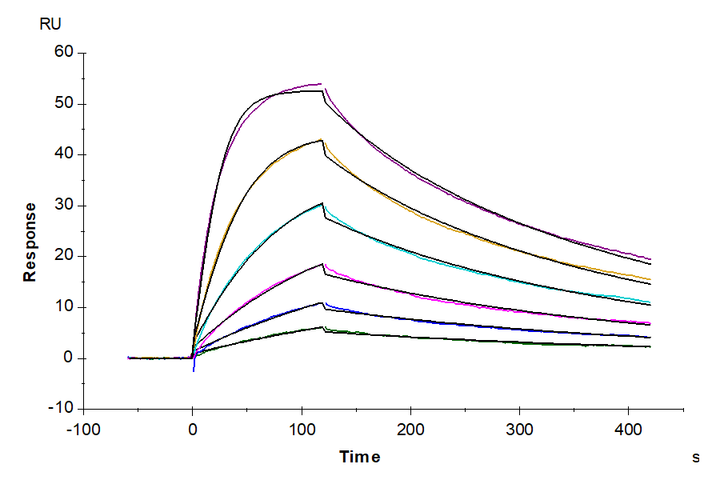 Biotinylated Human IL-18 Protein (Primary Amine Labeling) (IL1-HE018B)