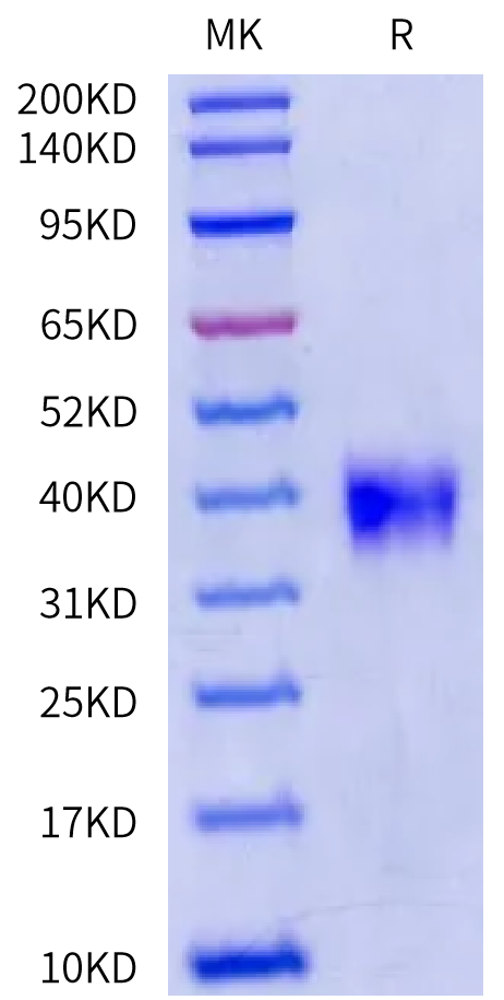 Biotinylated Mouse LILRB4/CD85k/ILT3 Protein (Primary Amine Labeling) (LIL-MM1B4B)