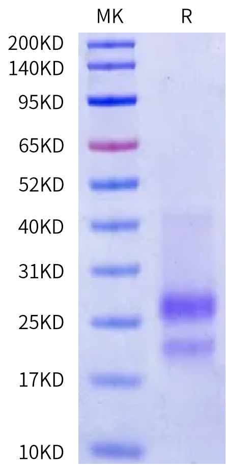 Mouse CD3E&CD3G/CD3 epsilon&CD3 gamma Protein (CD3-MM102)