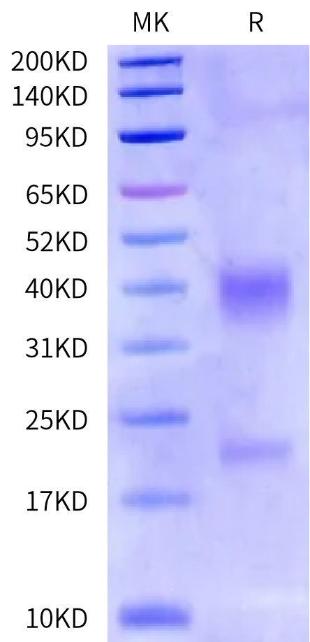 Mouse CD3E&CD3D/CD3 epsilon&CD3 delta Protein (CD3-MM105)