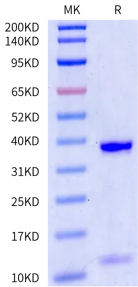 Biotinylated Human HLA-A*02:01&B2M&HBV (FLLTRILTI) Monomer Protein (MHC-HE457B)