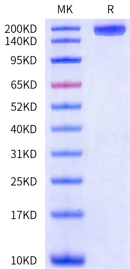 Canine MRC2 Protein (MRC-DM112)