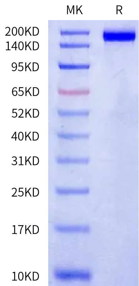 Cynomolgus MRC2 Protein, Ultra Low Endotoxin (MRC-CM102-UL)