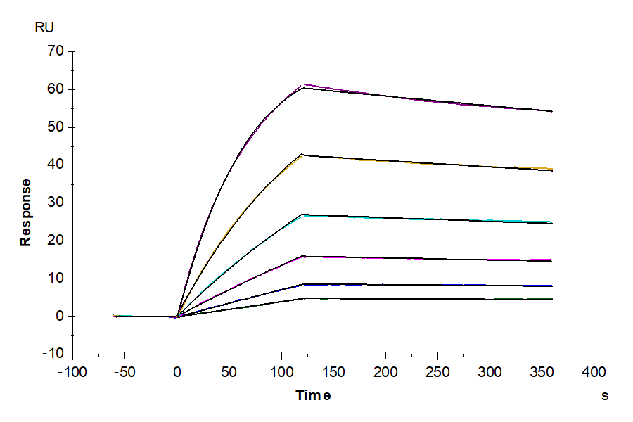 Biotinylated Human CD81 Nanodisc (CD8-HM18NB)