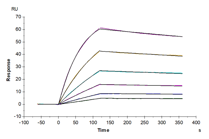 Biotinylated Human CD81 Nanodisc (CD8-HM18NB)