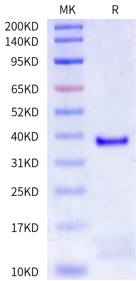 FITC-Labeled Human HLA-A*11:01&B2M&KRAS G12V (VVGAVGVGK) Tetramer Protein (MHC-HE006TF)
