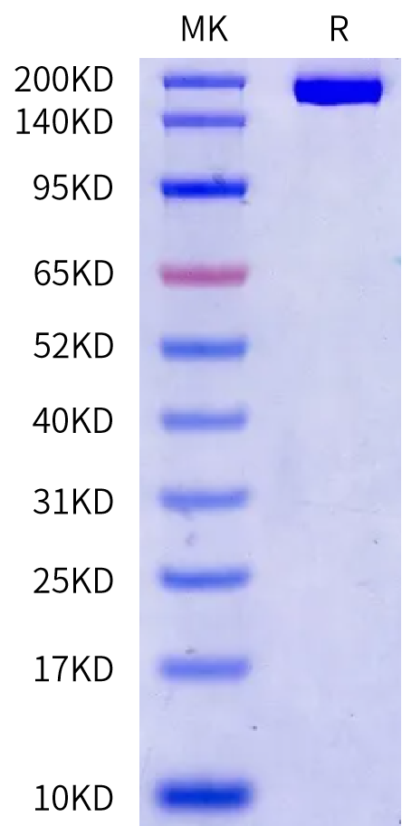 Mouse MRC2 Protein (MRC-MM102)