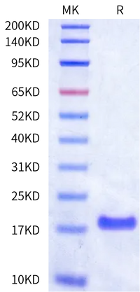 Human Tau K18 Protein (TAU-HEK18)