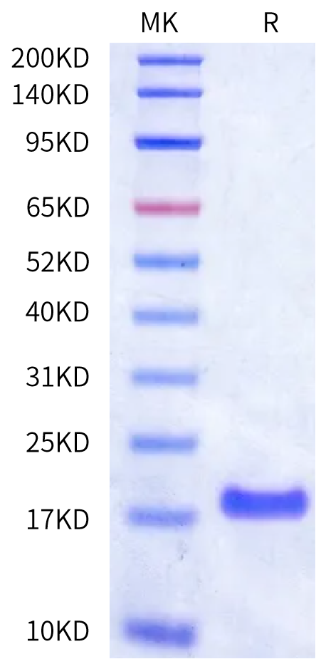 Human Tau K18 Protein (TAU-HEK18)