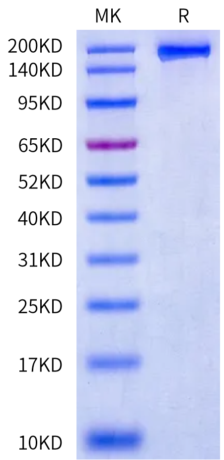 Human MRC2 Protein (MRC-HM112)