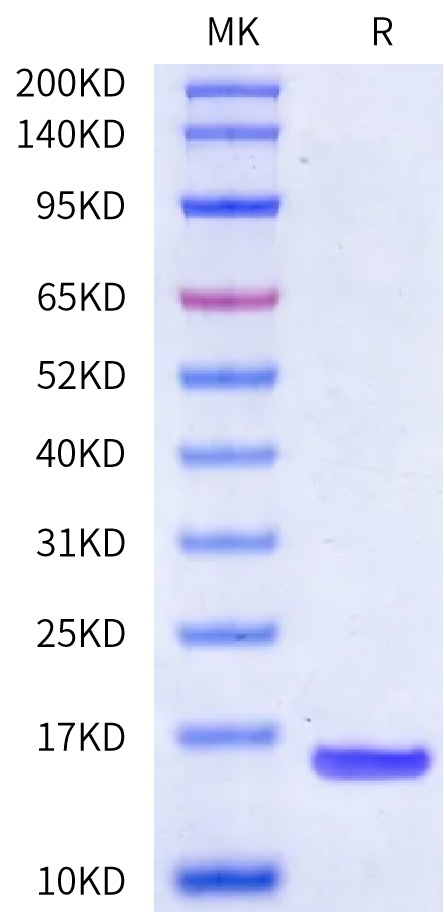 Human Alpha Synuclein (A53T) Protein (ALS-HE002)
