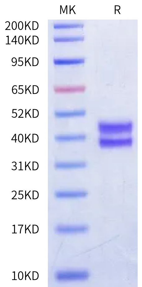 Biotinylated Mouse I-Ab&OVA 323-339 (ISQAVHAAHAEINEAGR) Monomer Protein (MHC-MM4I1B)