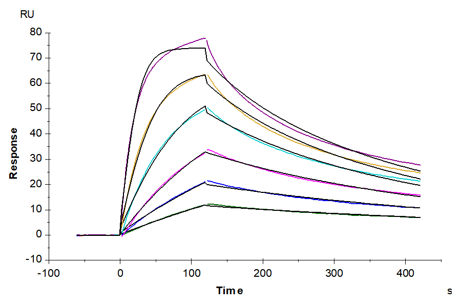 Biotinylated Human IFN alpha/beta R2 Protein (IFN-HM140RB)
