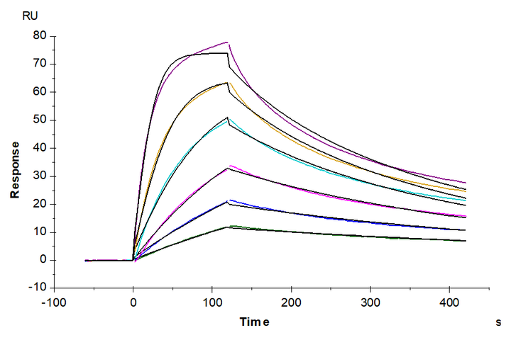 Biotinylated Human IFN alpha/beta R2 Protein (IFN-HM140RB)