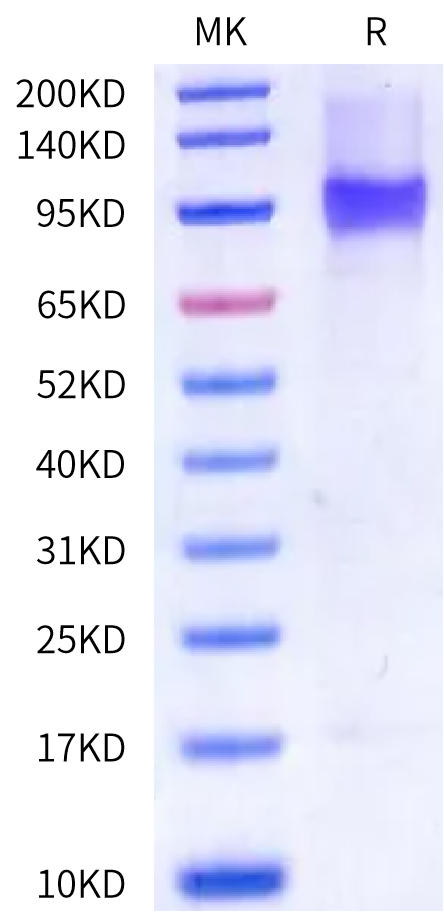 Human FcRH3/FcRL3 Protein (FCR-HM103)