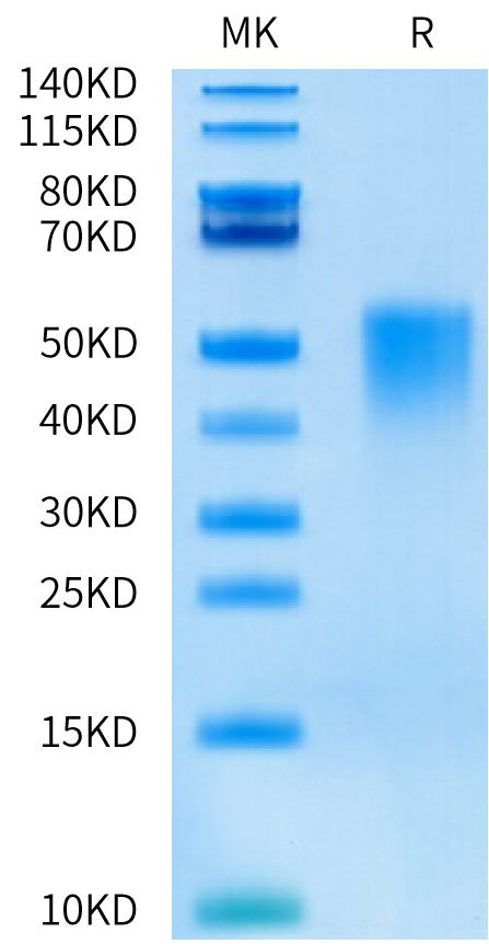 Marmoset IL-4 R alpha/CD124 Protein (ILA-CM24R)