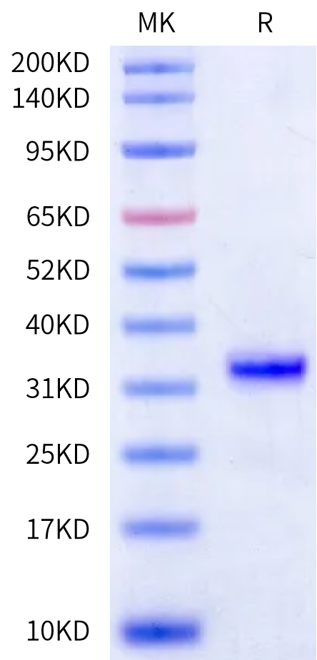 Human Kallikrein 3/PSA-Protein (active form) (KLK-HM13A)