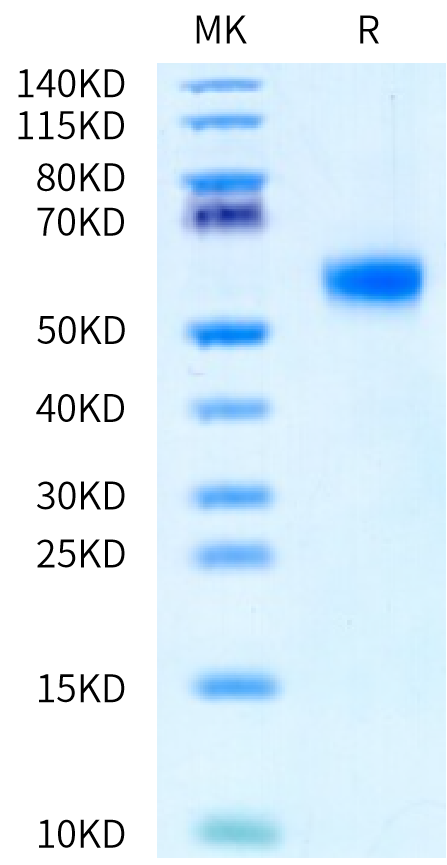 Rhesus macaque KIR3DL2 Protein (KR3-CM1L2)