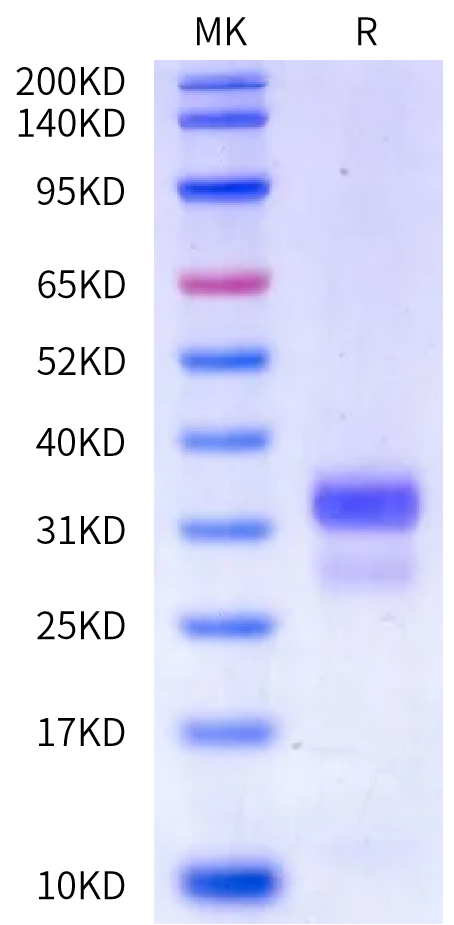 Human Kallikrein 6/KLK6 (R80Q) Protein (active form) (KLK-HM126)