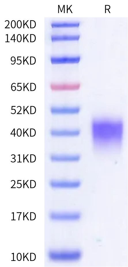 Mouse MDL-1/CLEC5A Protein (CLE-MM15A)