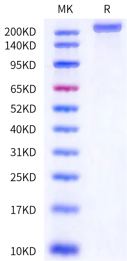Biotinylated Mouse LY75/CD205 Protein (Primary Amine Labeling) (LY7-MM105B)