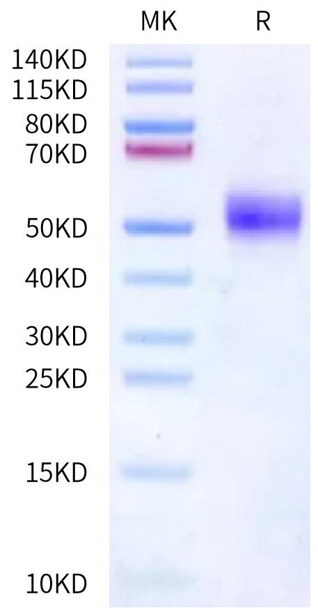 Human FcRH5/FcRL5 Domain Protein (FCR-HM20D)