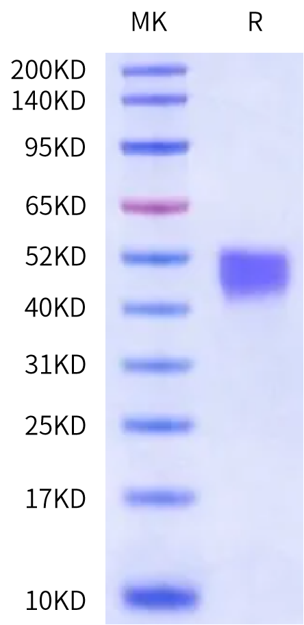 Human FAM171A2 Protein (FAM-HM1A2)