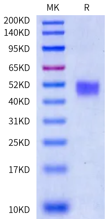 Rhesus macaque FAM171A2 Protein (FAM-RM1A2)