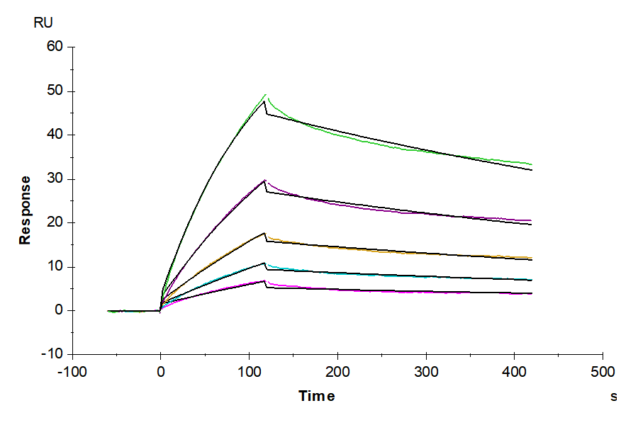 Biotinylated Human Claudin 3 Nanodisc (CLD-HM13NB)