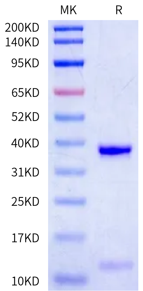 Human HLA-A*03:01&B2M&KRAS G12V (VVVGAVGVGK) Monomer Protein (MHC-HE454)