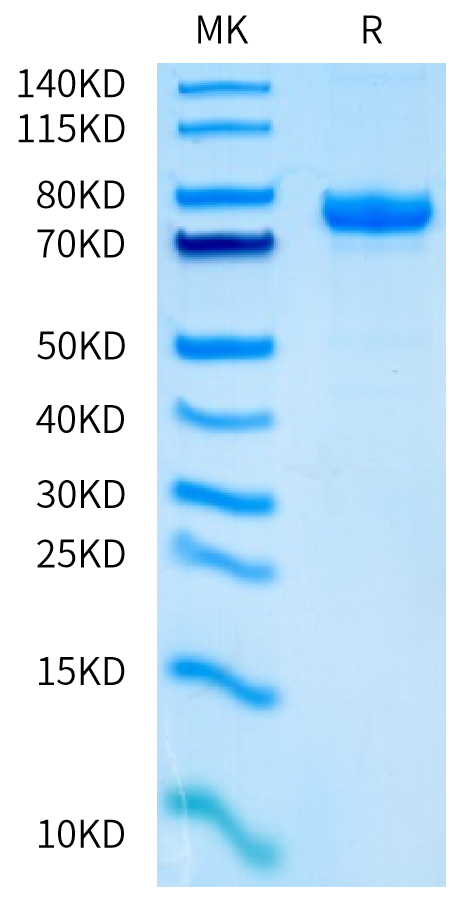 Human CDCP1 (338-667) Protein (CDC-HM203)