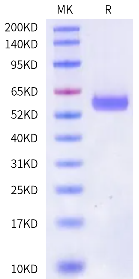 Biotinylated Human HLA-A*02:01&B2M&KKLC1 (ILNNFPHSI) Monomer Protein (MHC-HM493B)
