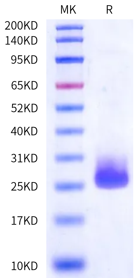 Cynomolgus ULBP-2 Protein, Ultra Low Endotoxin (ULB-CM102-UL)
