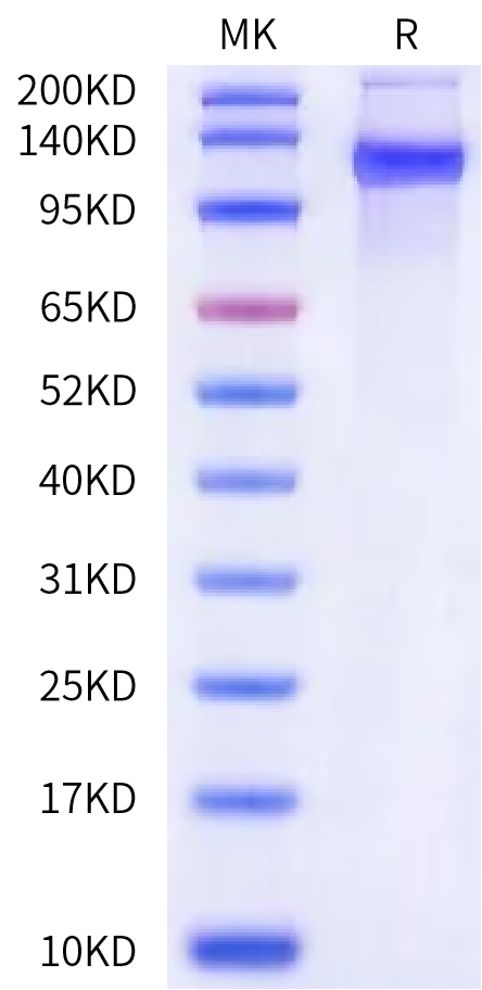 Rat ENPP-3 Protein (ENP-RM113)