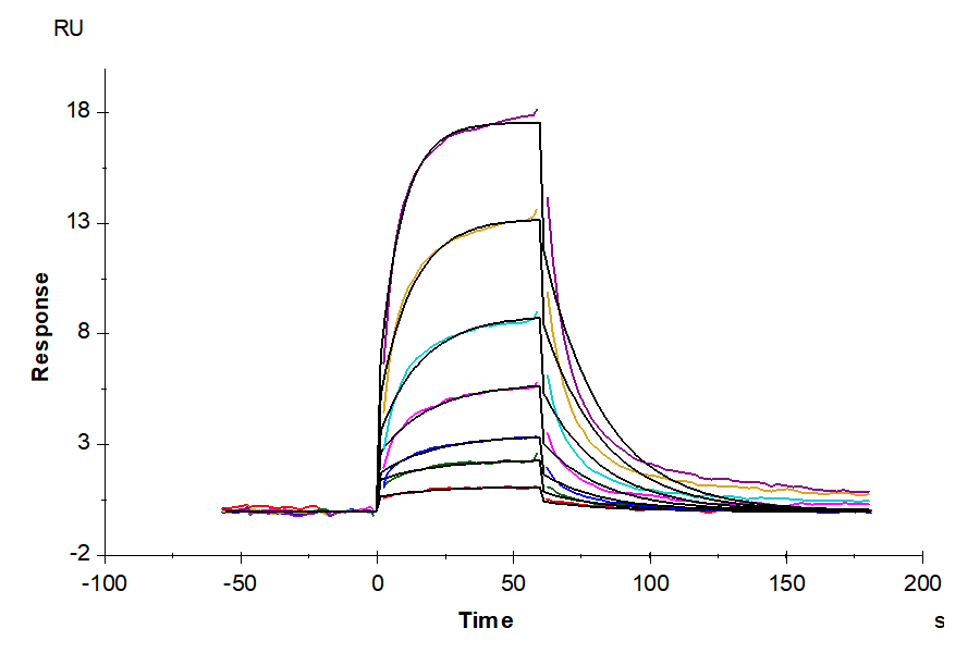 Human Serum Albumin Protein (BSA-HM101)