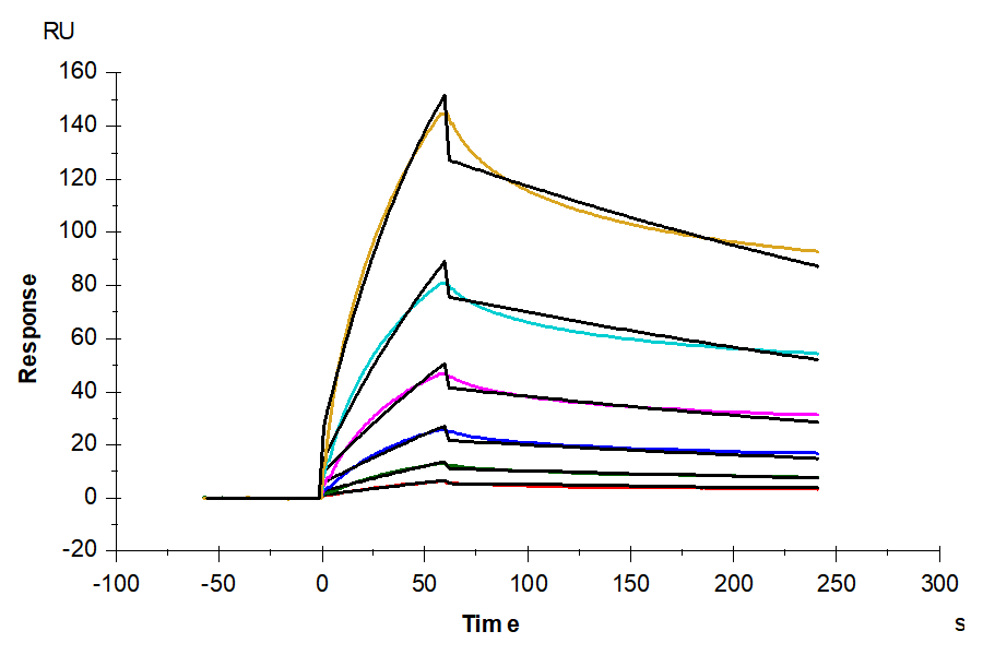 Cynomolgus Serum Albumin Protein (BSA-CM101)