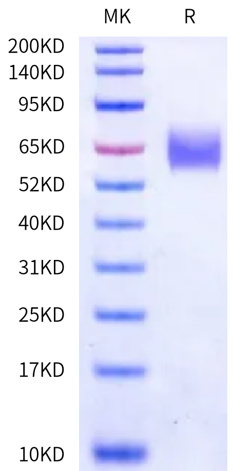 Rat CD98 Protein (CD9-RM198)