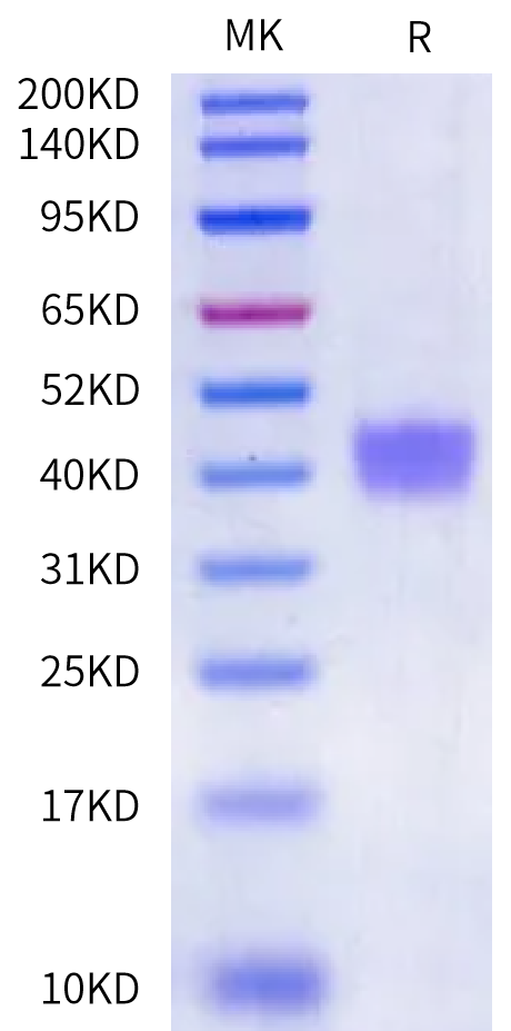 Human Kallikrein 9 Protein (active form) (KLK-HM109)