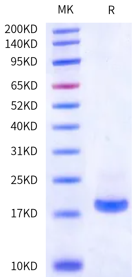 Canine TSLP (R127A, R130A) Protein (TSP-DM101)
