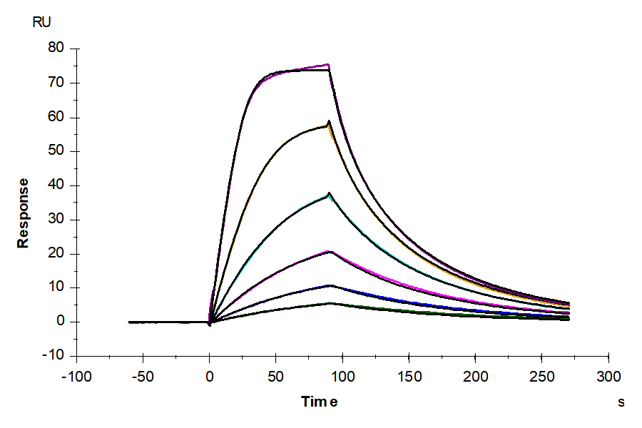 Rat IL-4 R alpha/CD124 Protein (ILA-RM14R)
