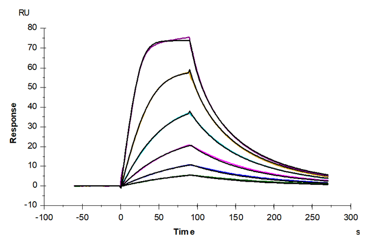 Rat IL-4 R alpha/CD124 Protein (ILA-RM14R)