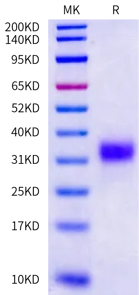Cynomolgus CD79B Protein (CD7-CM19B)
