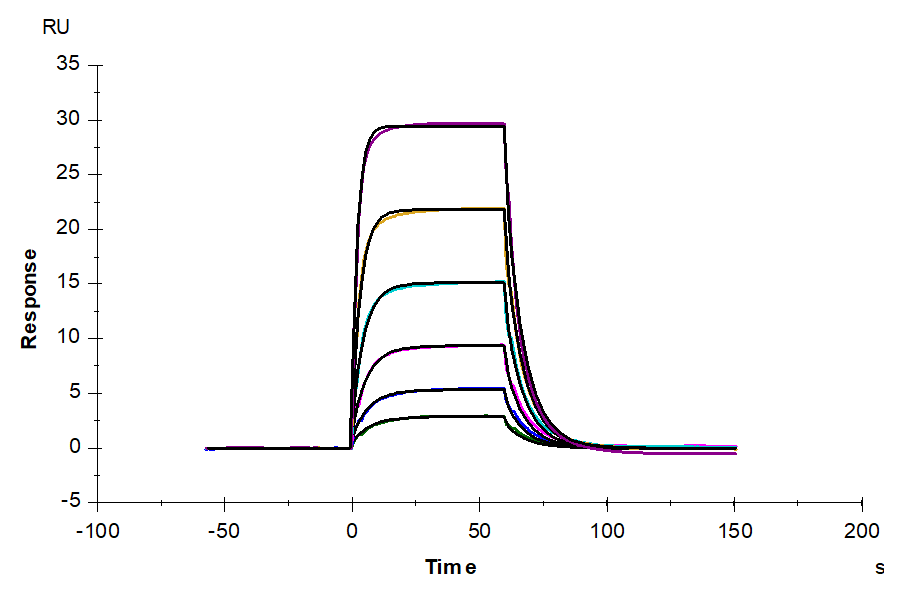 Rat IL-6 Protein (IL6-RM106)