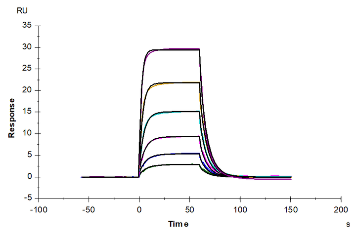 Rat IL-6 Protein (IL6-RM106)