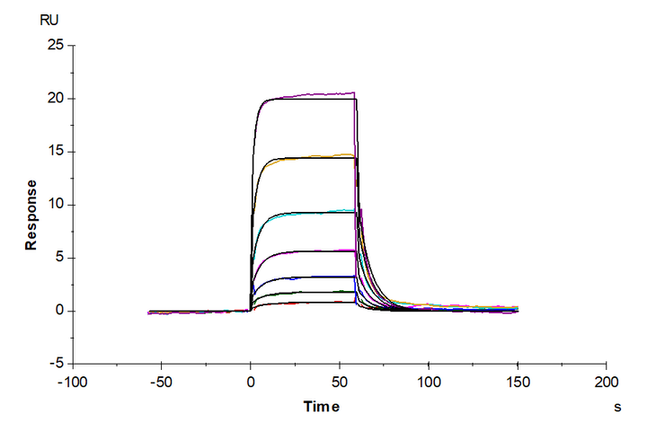 Mouse IL-6 R alpha/CD126 Protein (ILR-MM16R)