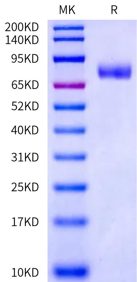Human CD36/SR-B3 Protein (CD3-HM136)